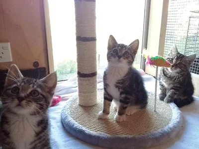 Kittens aplenty at new SPCA facility