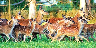 Deer numbers on increase