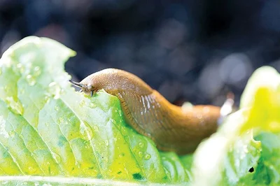 Slug number surge  threatens crops after deluge