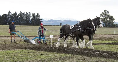 Ploughing match under the mountains