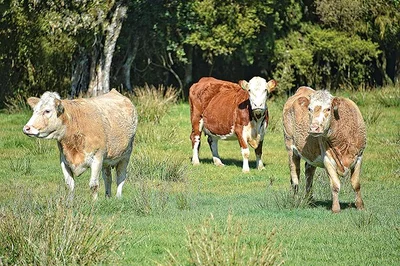 M. bovis cases updated; most are beef farms