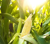 Mid Canterbury maize season 'average'
