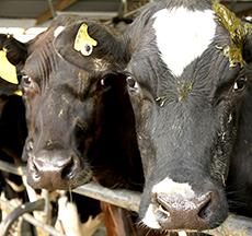 $4m levy for dairy farmers