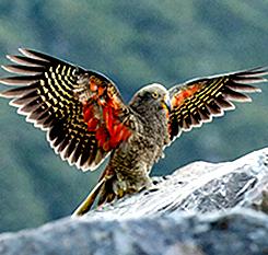 Mt Hutt aiming to increase birdlife