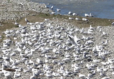 Gulls return to bridge nesting site