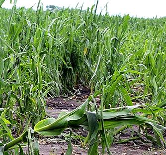 Crop hail damage 'into the millions'