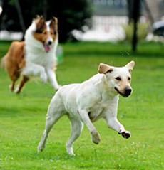 Door closed on rule change for free running dogs