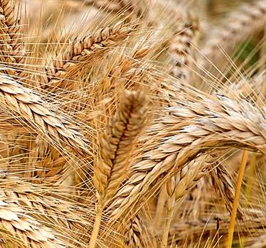 Wheat self-sufficiency by 2025?