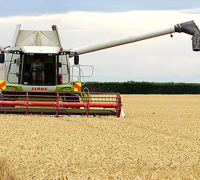 Uncertainty over milling wheat