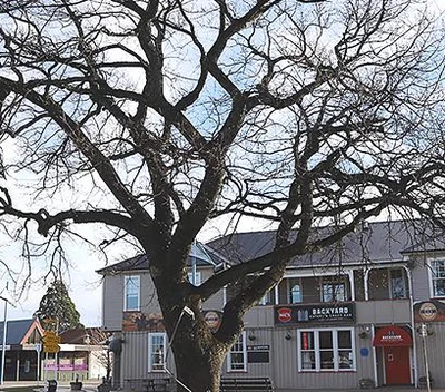 Costs for Methven tree lights plan blow out