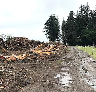 Cemetery clean-up to be fast-tracked
