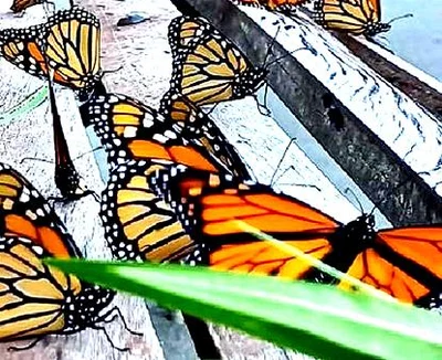 Monarchs rule at the Ashburton Domain