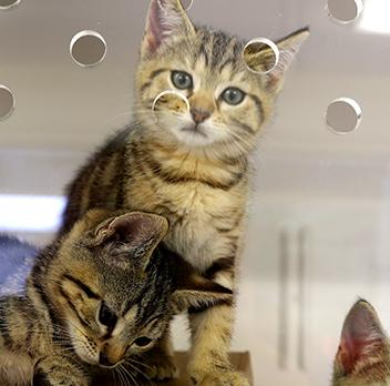 Purr-fect homes needed