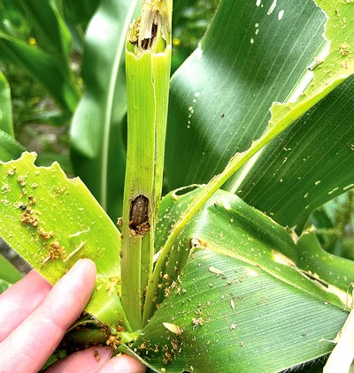Fall armyworm on the rise