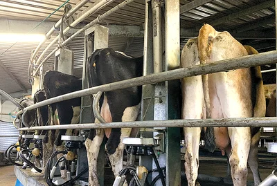 Milk price forecast 'least of farmers' worries'