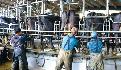 Dairy industry employs 10% of the Ashburton district