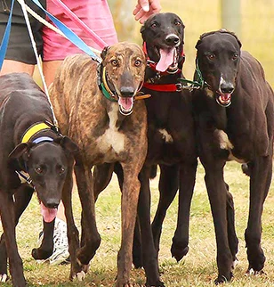Divided on greyhound racing future