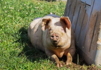 Pork industry fears