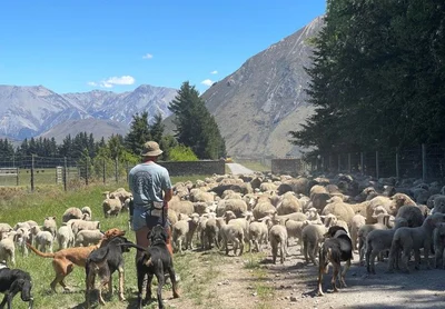 Sheep farmers taking a hit