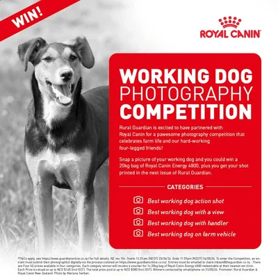 A pawesome competition